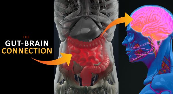 Brain Gut Connection