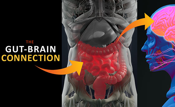 The Gut-Brain Connection