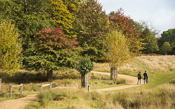 Richmond Park Picture