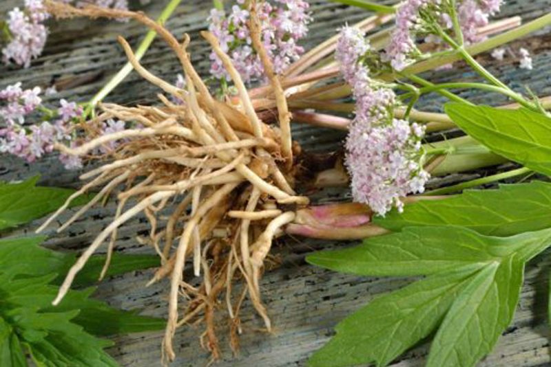 Valerian Root